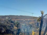 INCENDIO FORESTAL CAMINO A SAN PEDRO NORTE.