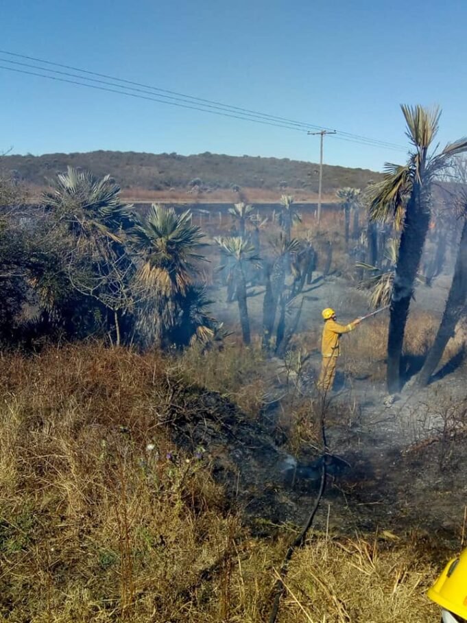 INCENDIO FORESTAL CAMINO A SAN PEDRO NORTE.