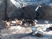 DEÁN FUNES: EL REFUGIO HUELLAS DE AMOR PIDE COLABORACIÓN