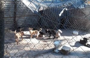 DEÁN FUNES: EL REFUGIO HUELLAS DE AMOR PIDE COLABORACIÓN