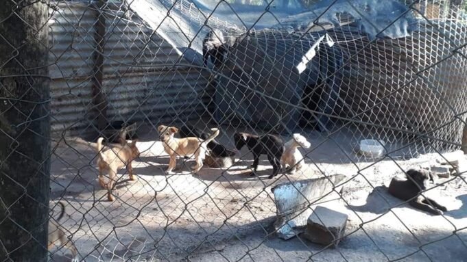 DEÁN FUNES: EL REFUGIO HUELLAS DE AMOR PIDE COLABORACIÓN