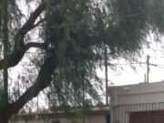 B° LA FERIA: ESTA TARDE UN CONOCIDO EXHIBICIONISTA PERSIGUIÓ A UNA NENA DE 12 AÑOS Y LOS VECINOS CASI LO LINCHAN.