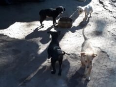 DEÁN FUNES: PROTECCIONISTAS PIDEN AL CONCEJO DELIBERANTE QUE SE APLIQUE LA ORDENANZA PARA LA SUPERPOBLACIÓN CANINA.