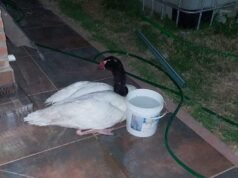 ¡RARO!: APARECIÓ UN CISNE CUELLO NEGRO EN SINSACATE.
