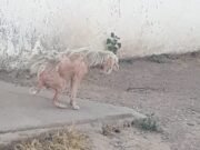 IMPRESIONANTE ESTADO AVANZADO DE SARNA EN UNA PERRITA DE Bº LA FERIA: EL REFUGIO PIDIÓ AYUDA Y DE INMEDIATO LOS DUEÑOS DE LA MISMA RESPONDIERON.