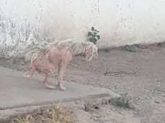 IMPRESIONANTE ESTADO AVANZADO DE SARNA EN UNA PERRITA DE Bº LA FERIA: EL REFUGIO PIDIÓ AYUDA Y DE INMEDIATO LOS DUEÑOS DE LA MISMA RESPONDIERON.