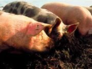 PREOCUPACIÓN SANITARIA: YA SON 22 LOS CASOS DE TRIQUINOSIS EN LA PROVINCIA.