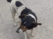 HUELLAS DE LUTO: FALLECIÓ “RODOLFO” UNO DE LOS PERRITOS MÁS POPULARES DEL CENTRO DE DEÁN FUNES.