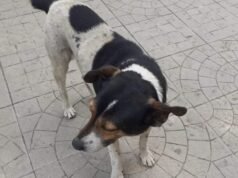 HUELLAS DE LUTO: FALLECIÓ “RODOLFO” UNO DE LOS PERRITOS MÁS POPULARES DEL CENTRO DE DEÁN FUNES.