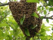 VILLA MARÍA DE RÍO SECO: MURIÓ UN JOVEN TRAS SER PICADO POR ABEJAS.