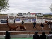 🔉MARCELO BARRA: 85º EXPO RURAL GANADERÍA DEL NORTE 8 DE OCTUBRE.