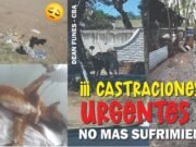 EL REFUGIO HUELLAS DE AMOR LANZÓ UNA PETICIÓN PARA CASTRACIONES URGENTES MEDIANTE LA WEB DE CHANGE.ARG.