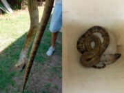 ¡INSÓLITO! ENVIARON UNA SERPIENTE POR ENCOMIENDA EN CÓRDOBA.