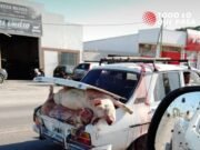 RUTA9 KM 419: VOLCÓ UN CAMIÓN CON 240 CERDOS Y LA GENTE SE LLEVÓ LA CARGA.