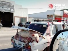 RUTA9 KM 419: VOLCÓ UN CAMIÓN CON 240 CERDOS Y LA GENTE SE LLEVÓ LA CARGA.