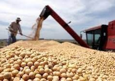 CAMPO: CIERRAN EXPORTACIONES DE HARINA Y ACEITE DE SOJA. SE TEME UNA SUBA DE RETENCIONES.