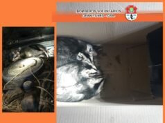 DEÁN FUNES: BOMBEROS SACARON 4 COMADREJAS DE UNA CAMIONETA EN UNA VIVIENDA DE B° JUAN ELÍAS.