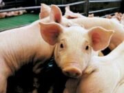 TRIQUINOSIS: ALERTAN POR 13 CASOS EN CÓRDOBA.