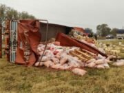 CERDOS SÍ VEGETALES NO: VOLCÓ UN CAMIÓN CON VERDURAS Y NADIE INTENTÓ LLEVARSE ALGO.
