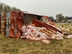 CERDOS SÍ VEGETALES NO: VOLCÓ UN CAMIÓN CON VERDURAS Y NADIE INTENTÓ LLEVARSE ALGO.