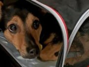 🐶 COCO NO SERÁ DEPORTADO: ESTARÁ EN CUARENTENA 10 DÍAS.