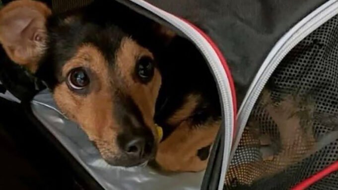 🐶 COCO NO SERÁ DEPORTADO: ESTARÁ EN CUARENTENA 10 DÍAS.