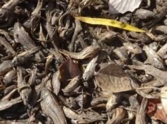 RÍO TERCERO: APARECIERON MILES DE PECES MUERTOS EN EL RÍO CTALAMOCHITA.