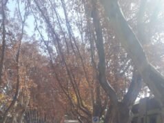 COLONIA CAROYA: ACCIDENTE DE TRÁNSITO CON VÍCTIMA FATAL.