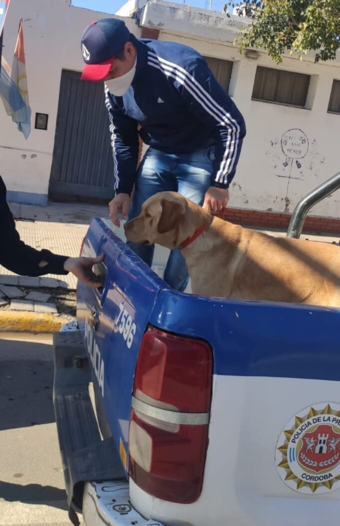 JESÚS MARÍA: TRAS UN ALLANAMIENTO POSITIVO RESCATARON A UN PERRO DE LA DIVISIÓN K9 DE BOMBEROS.
