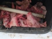 DEÁN FUNES: DETUVIERON A UN HOMBRE POR TRANSPORTAR 150KG DE CARNE PORCINA EN SU AUTO. NO CUMPLIA CON MEDIDAS SANITARIAS.