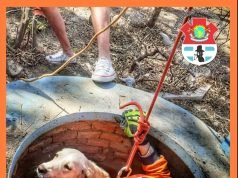 B°9 DE JULIO: BOMBEROS RESCATARON A UN PERRITO QUE CAYÓ EN UN ALJIBE SIN AGUA.