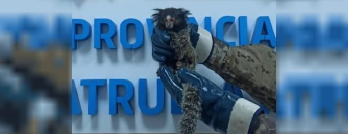CÓRDOBA: RESCATARON UN MONITO TITÍ DE UN ÁRBOL EN B° CABILDO.