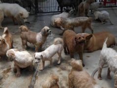 RESCATARON DE UN DOMICILIO A 19 PERROS, 7 GATOS Y 1 TORTUGA. LA PERSONA RESPONSABLE LOS TENÍA HACINADOS Y EN PÉSIMAS CONDICIONES.