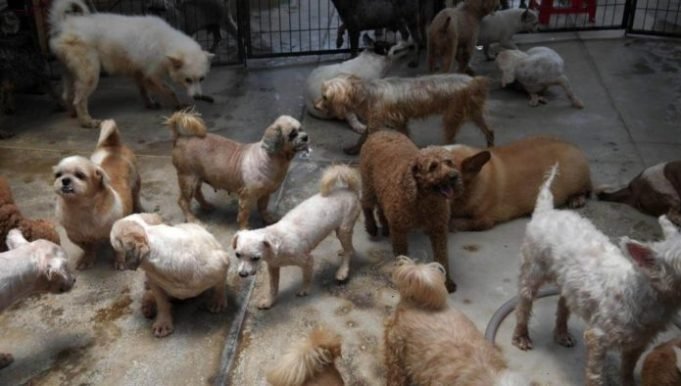 RESCATARON DE UN DOMICILIO A 19 PERROS, 7 GATOS Y 1 TORTUGA. LA PERSONA RESPONSABLE LOS TENÍA HACINADOS Y EN PÉSIMAS CONDICIONES.