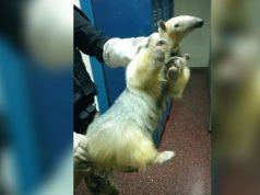 MÁS TIERNO: ENCONTRARON UN OSITO MELERO EN LOS PASILLOS DE UN COLEGIO EN BARRIO CRISOL NORTE EN CÓRDOBA.