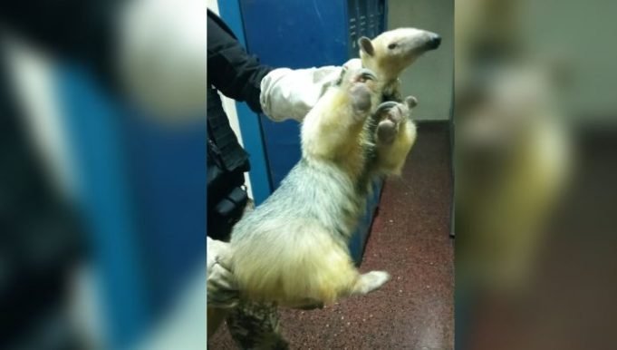 MÁS TIERNO: ENCONTRARON UN OSITO MELERO EN LOS PASILLOS DE UN COLEGIO EN BARRIO CRISOL NORTE EN CÓRDOBA.