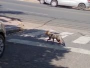 PASA EN CÓRDOBA: POLICIA AMBIELNTAL BUSCA A UN EJEMPLAR DE ZORRO GRIS PERDIDO EN NUEVA CÓRDOBA.