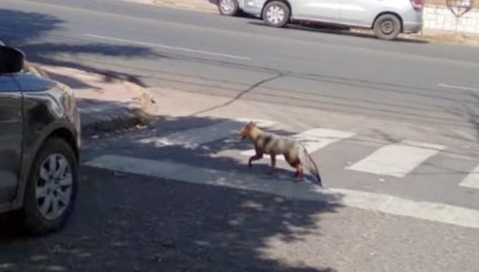 PASA EN CÓRDOBA: POLICIA AMBIELNTAL BUSCA A UN EJEMPLAR DE ZORRO GRIS PERDIDO EN NUEVA CÓRDOBA.