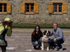 PASA EN REDES: UN JOVEN DENUNCIÓ EN TIKTOK EXPOTACIÓN ANIMAL POR LA VENTA DE FOTOS CON UNA PERRA SAN BERNARDO EN BARILOCHE.