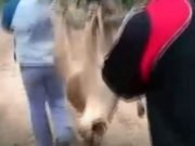 INDIGNANTE: DOS JÓVENES SE FILMARON MALTRATANDO A UN PUMA HASTA MATARLO. SON BUSCADOS POR LA POLICIA.