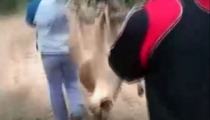 INDIGNANTE: DOS JÓVENES SE FILMARON MALTRATANDO A UN PUMA HASTA MATARLO. SON BUSCADOS POR LA POLICIA.