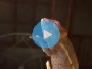 PASA EN REDES: ¿VISTE EL VIDEO DEL CAMALEÓN JIMENERO? ¡MIRÁ!