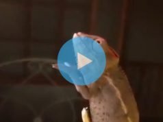PASA EN REDES: ¿VISTE EL VIDEO DEL CAMALEÓN JIMENERO? ¡MIRÁ!