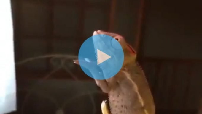 PASA EN REDES: ¿VISTE EL VIDEO DEL CAMALEÓN JIMENERO? ¡MIRÁ!