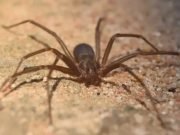 TRISTE NOTICIA: MURIÓ UNA BEBÉ DE UN AÑO Y MEDIO TRAS SER PICADA POR UNA ARAÑA DE RINCÓN. ¡A TENER MUCHO CUIDADO!