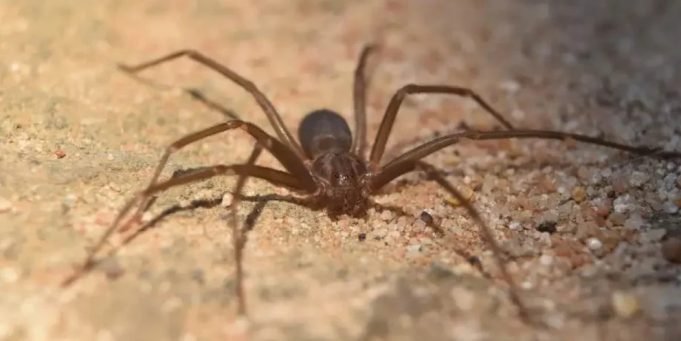 TRISTE NOTICIA: MURIÓ UNA BEBÉ DE UN AÑO Y MEDIO TRAS SER PICADA POR UNA ARAÑA DE RINCÓN. ¡A TENER MUCHO CUIDADO!