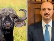 UN BÚFALO HERIDO MATÓ A UN CAZADOR MEXICANO EN GUALEGUAYCHÚ: EL HOMBRE PREVIAMENTE LE HABÍA DISPARADO Y EL ANIMAL LO EMBISTIÓ A CORNADAS.