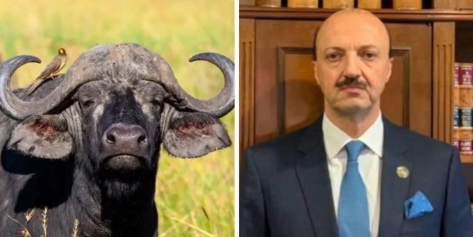 UN BÚFALO HERIDO MATÓ A UN CAZADOR MEXICANO EN GUALEGUAYCHÚ: EL HOMBRE PREVIAMENTE LE HABÍA DISPARADO Y EL ANIMAL LO EMBISTIÓ A CORNADAS.