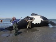 PREOCUPACIÓN EN CHUBUT: YA SON 10 BALLENAS MUERTAS.