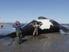 PREOCUPACIÓN EN CHUBUT: YA SON 10 BALLENAS MUERTAS.
